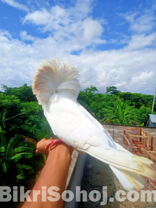 ফ্রেশ জেকোবিন